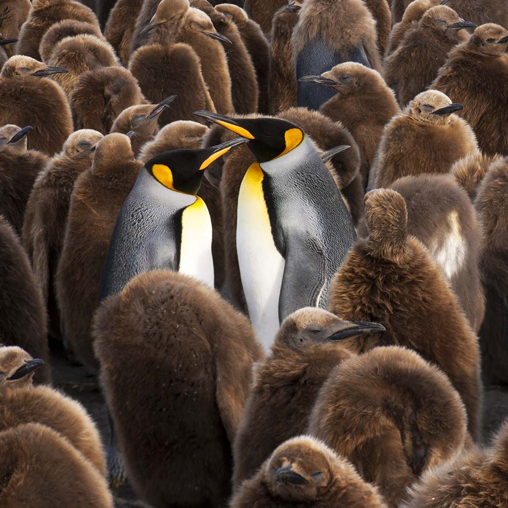 a-colony-of-king-penguins-aptenodytes-patagonicus-CCJP58U.jpg