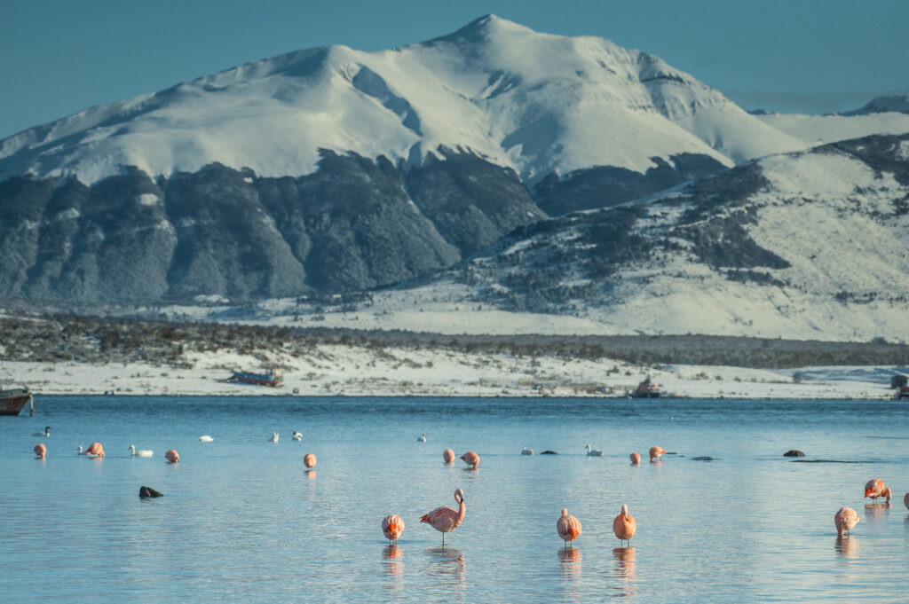 Flamingo Reflection WIP