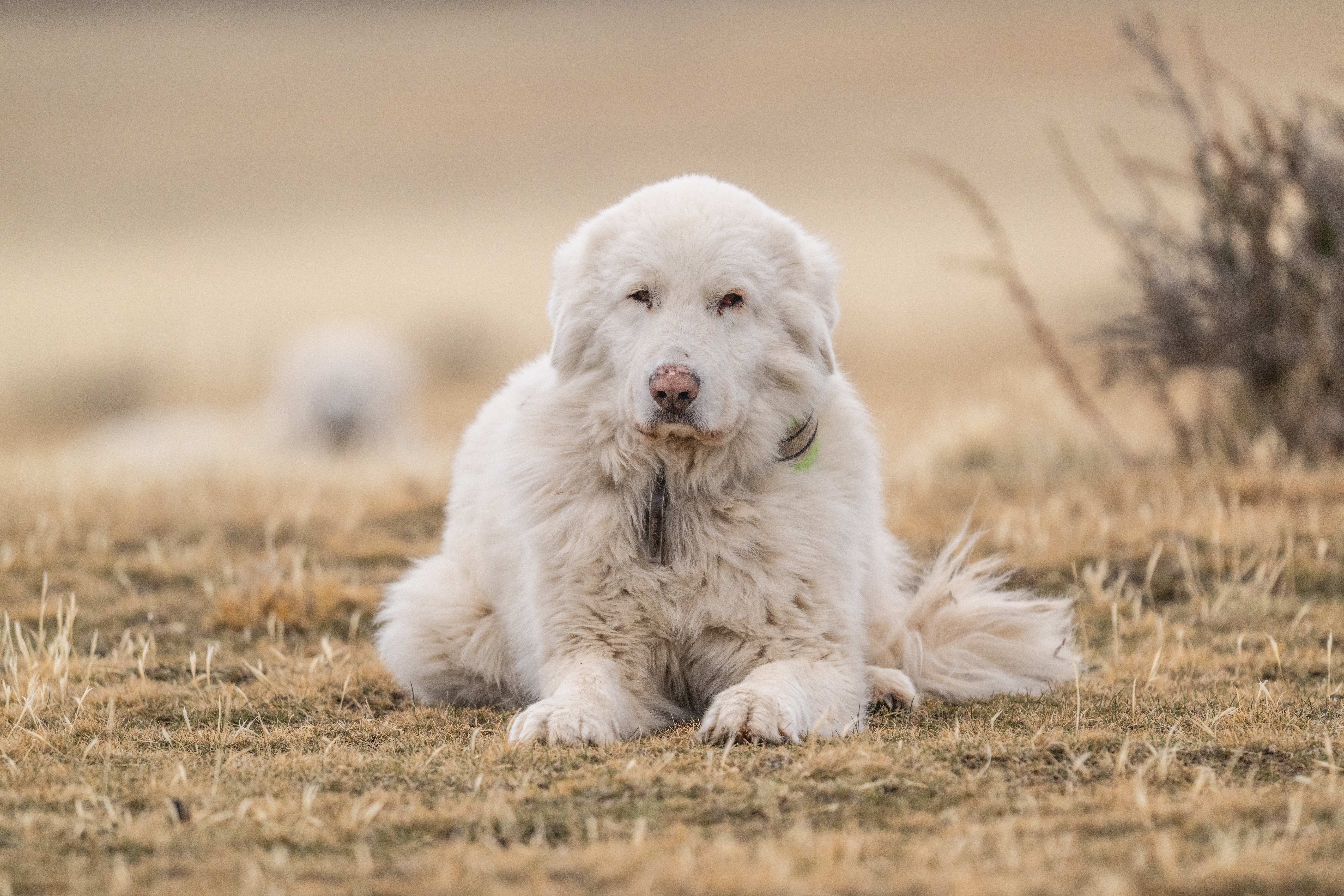 WINTER IN PATAGONIA - CERRO GUIDO (16)